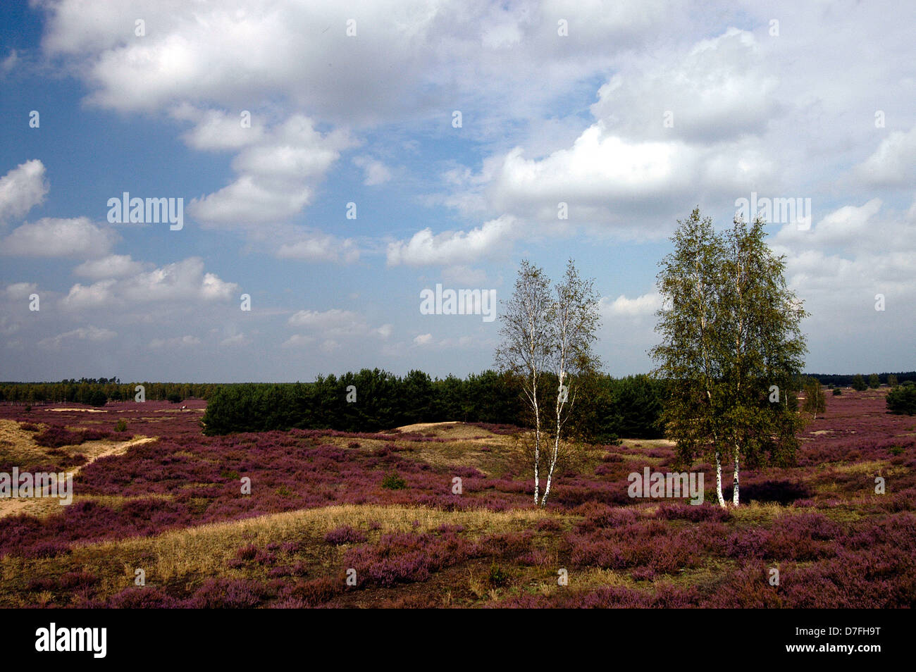 Lüneburger Heide, Lunenburg Heide, Lüneburger Heide, Deutschland Stockfoto