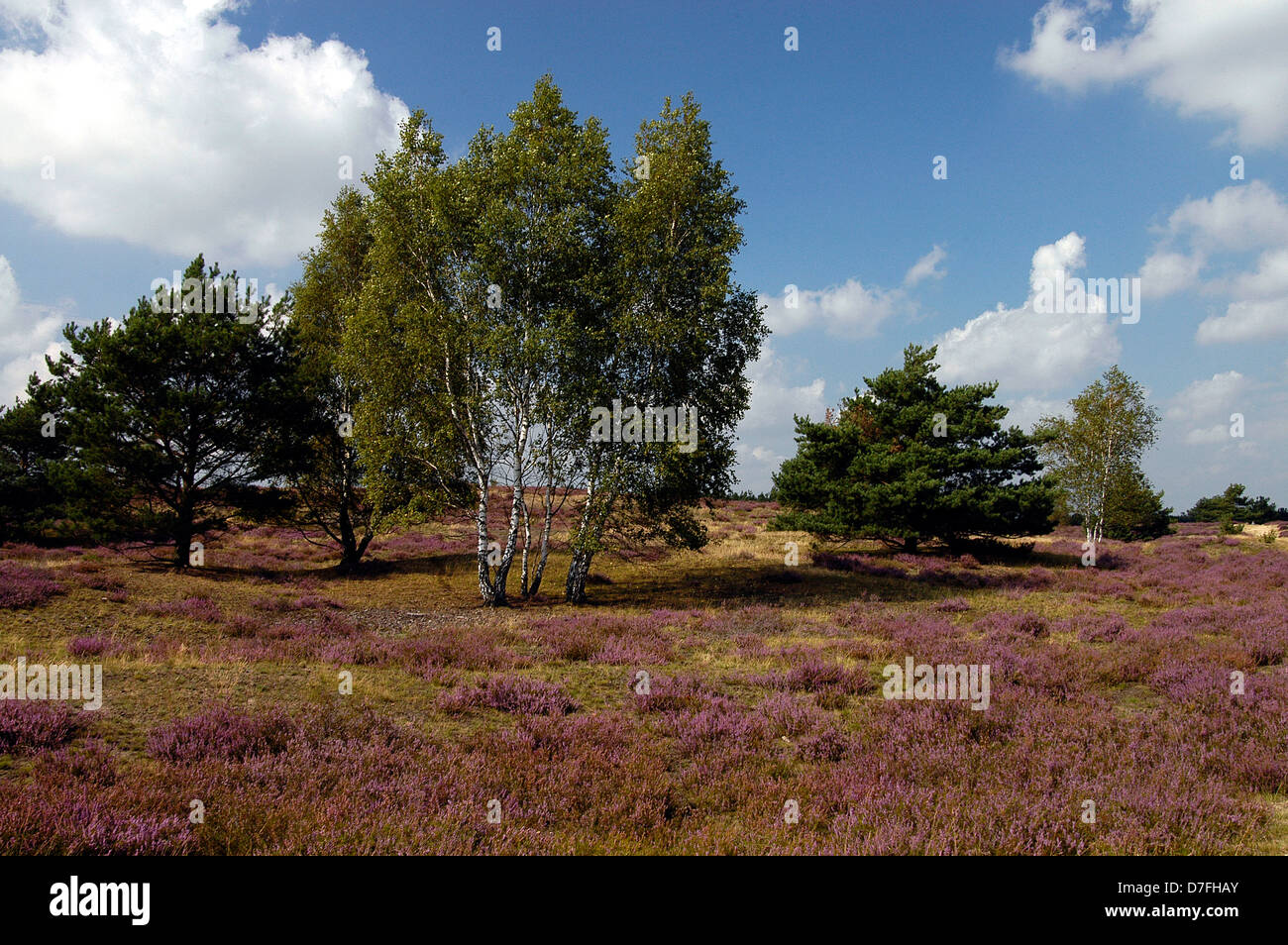 Lüneburger Heide, Lunenburg Heide, Lüneburger Heide, Deutschland Stockfoto