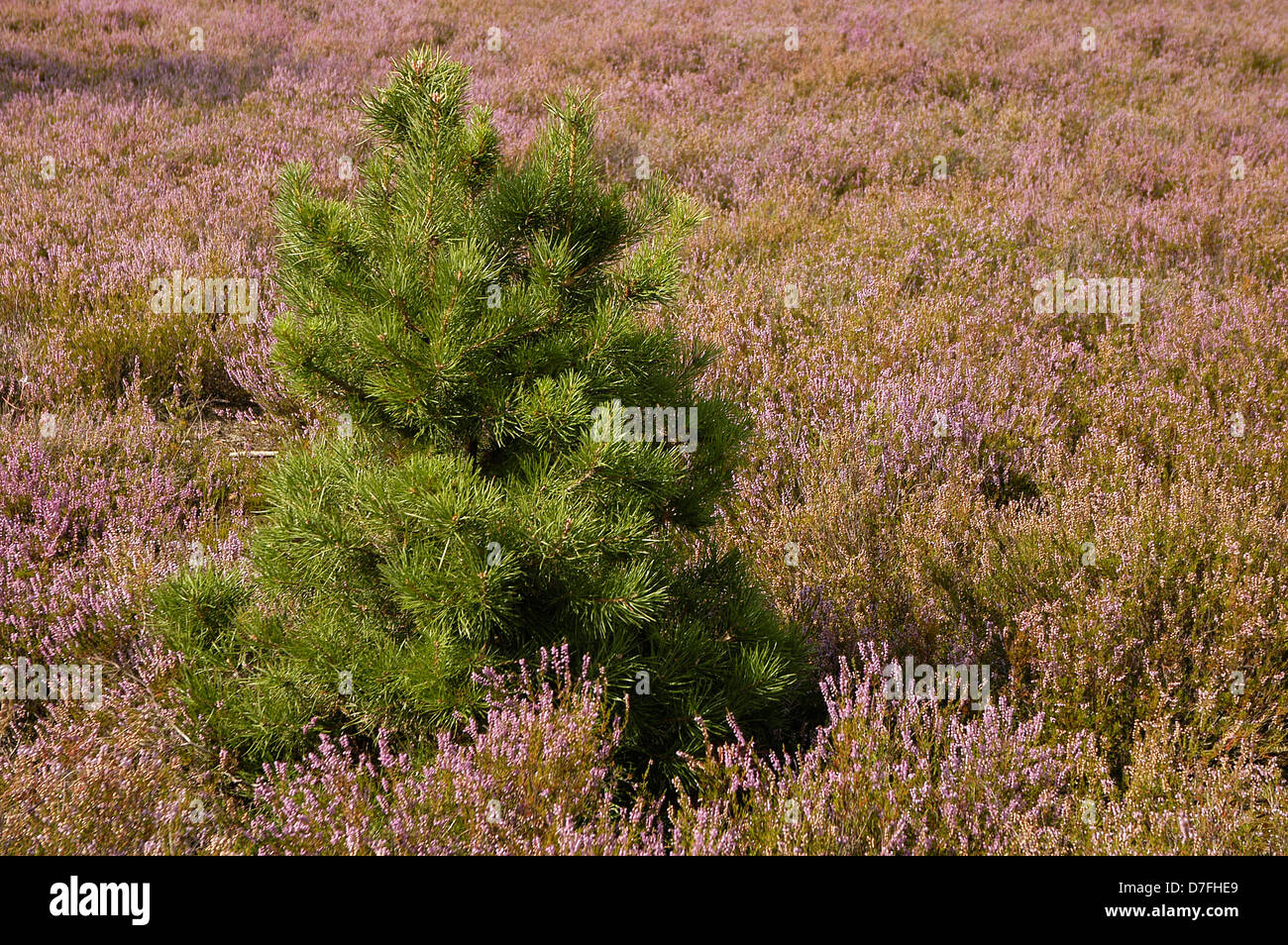 Lüneburger Heide, Lunenburg Heide, Lüneburger Heide, Deutschland Stockfoto