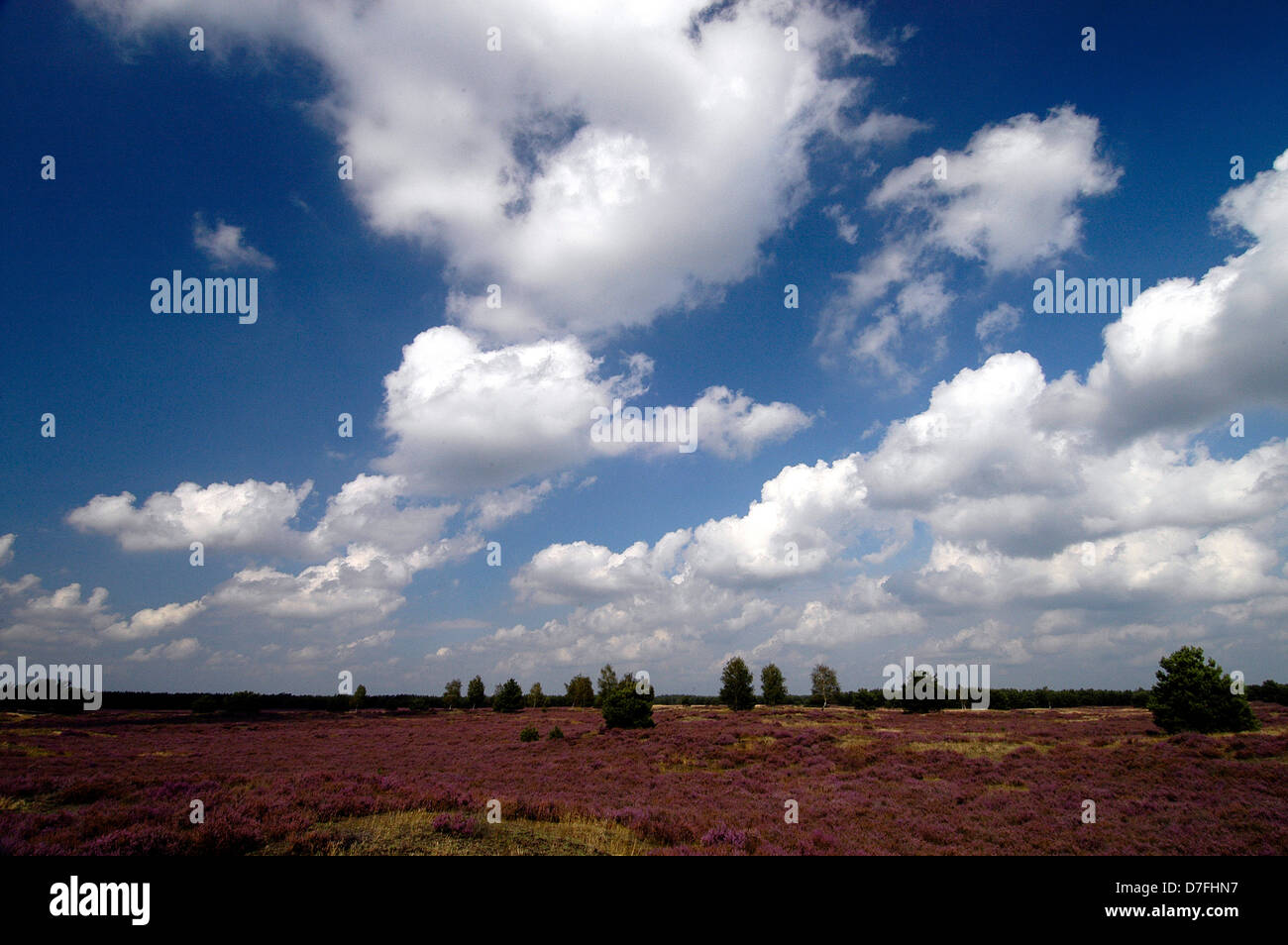 Lüneburger Heide, Lunenburg Heide, Lüneburger Heide, Deutschland Stockfoto