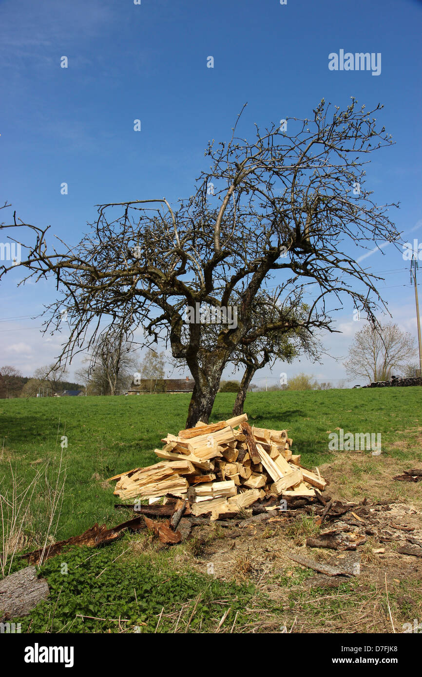 Brennholz schneiden neben einem Baum auf einer Wiese Stockfoto