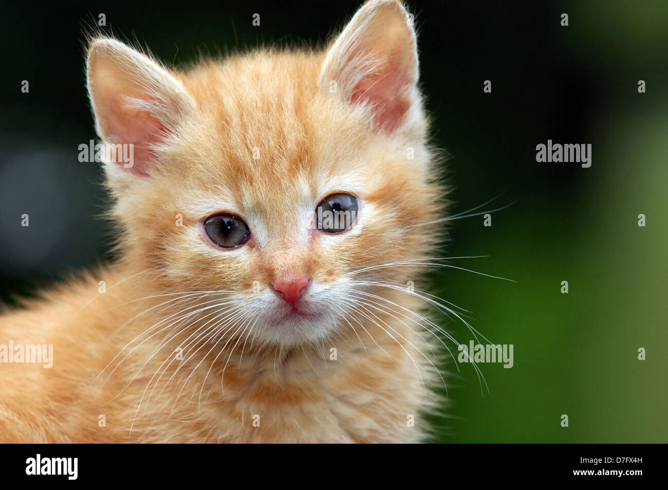 Inland, Haustier, rote Katze, Kätzchen Stockfoto