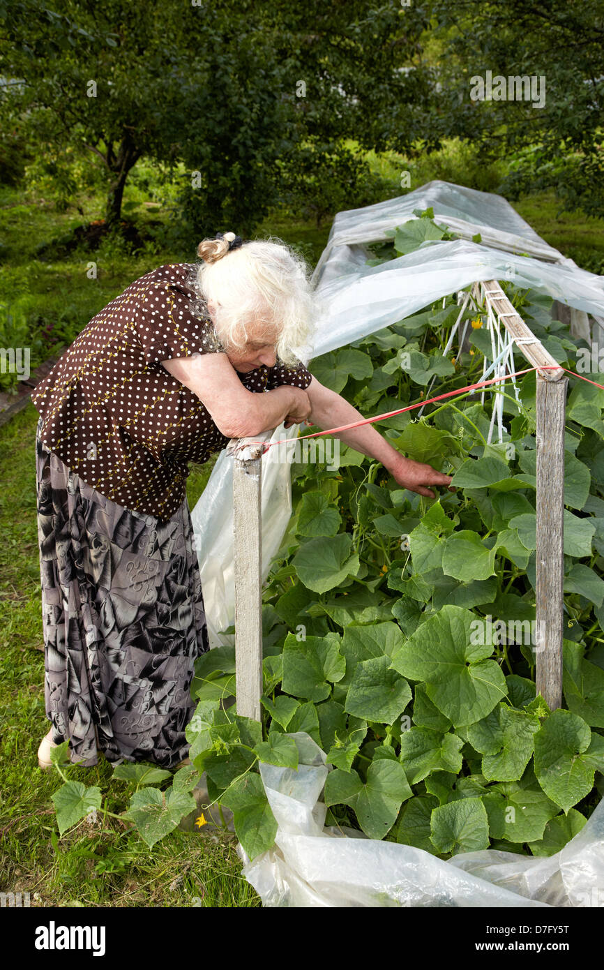 Die alte Frau in einem Gewächshaus im Gebüsch von Gurken Stockfoto