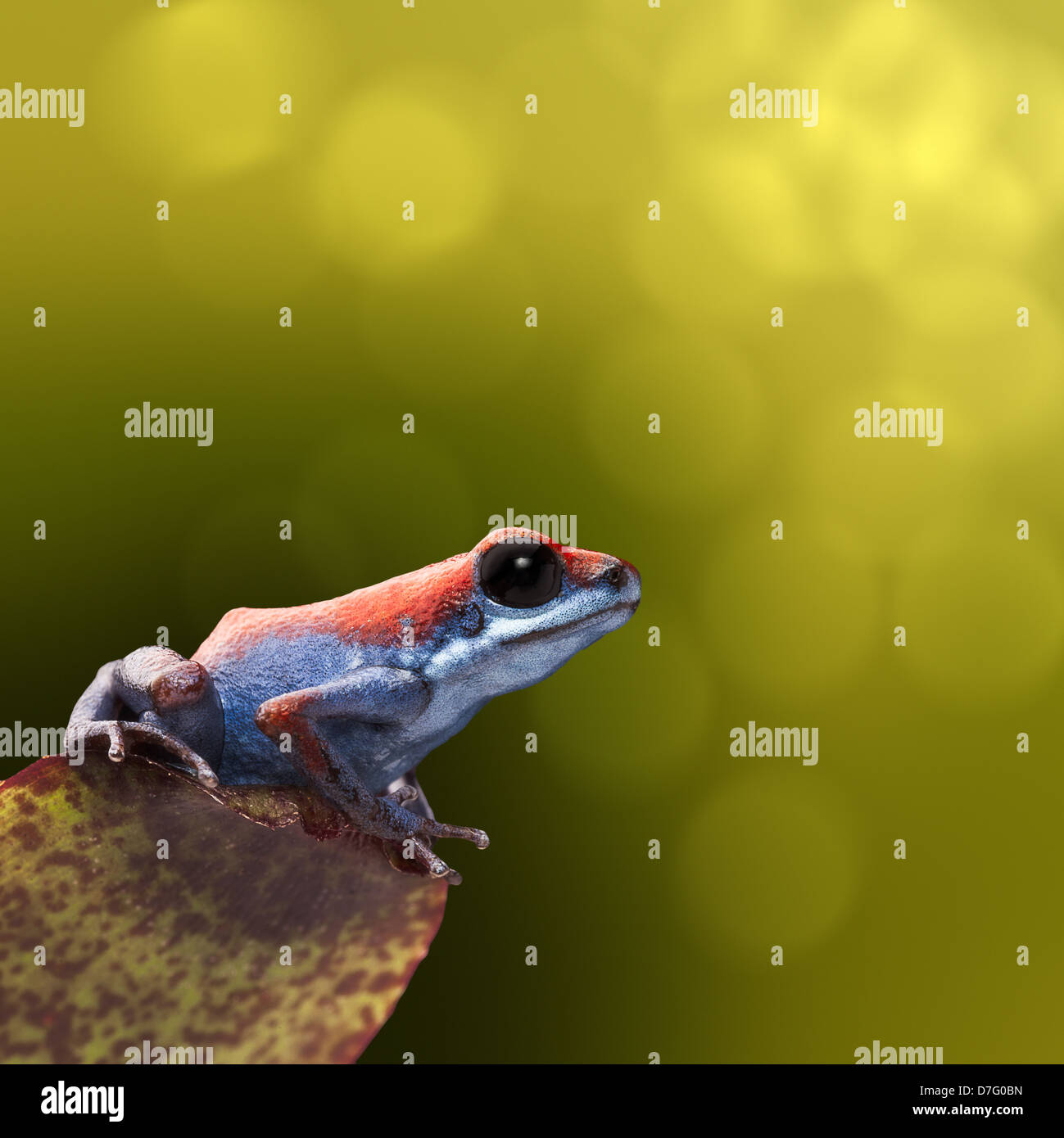 tropische Frosch Oophaga Pumilio blau und rot poison Dart Frog von Regenwald in Panama schöne giftige Tier Stockfoto