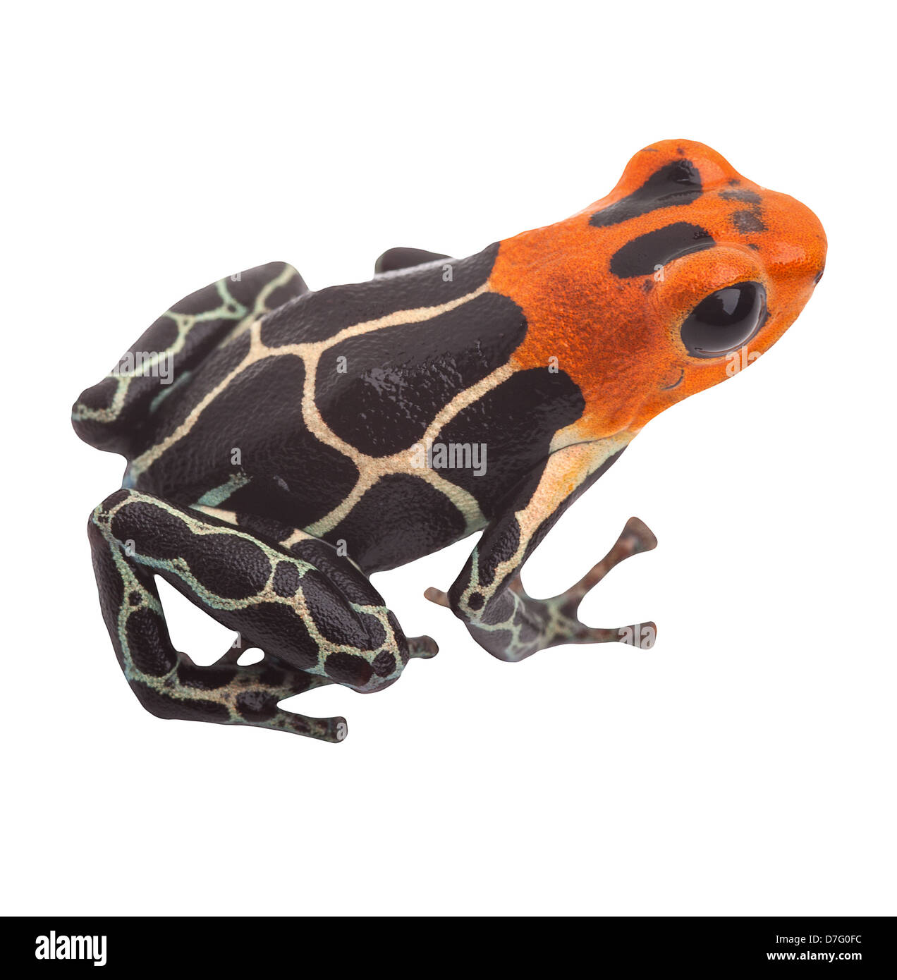 Poison Arrow Frog isoliert auf weißem Hintergrund Amphibienarten des tropischen Amazonas-Regenwald von Peru Stockfoto