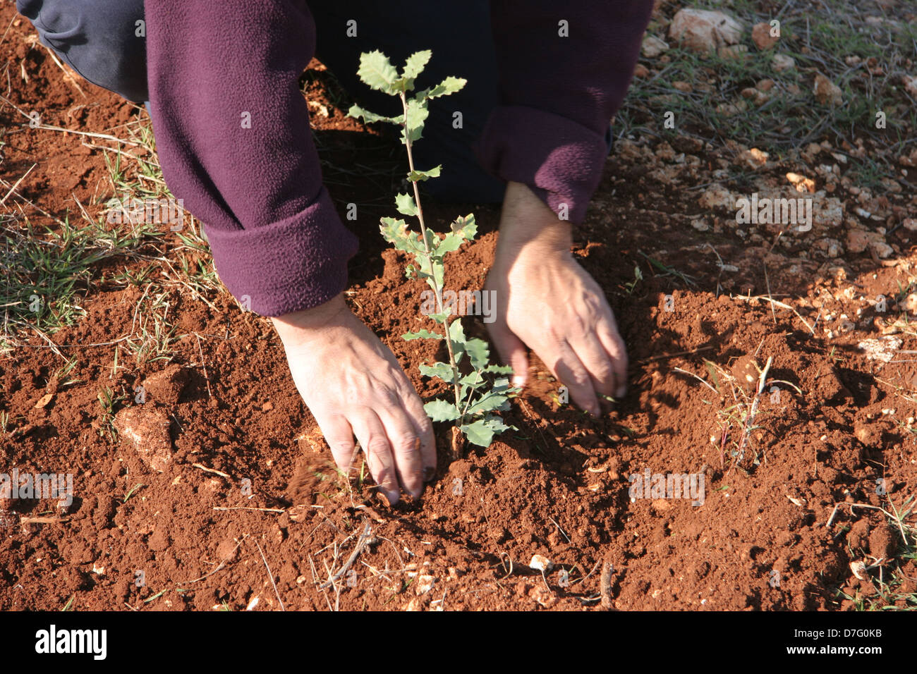 Baum zu Pflanzen, in Tu bishvat Stockfoto