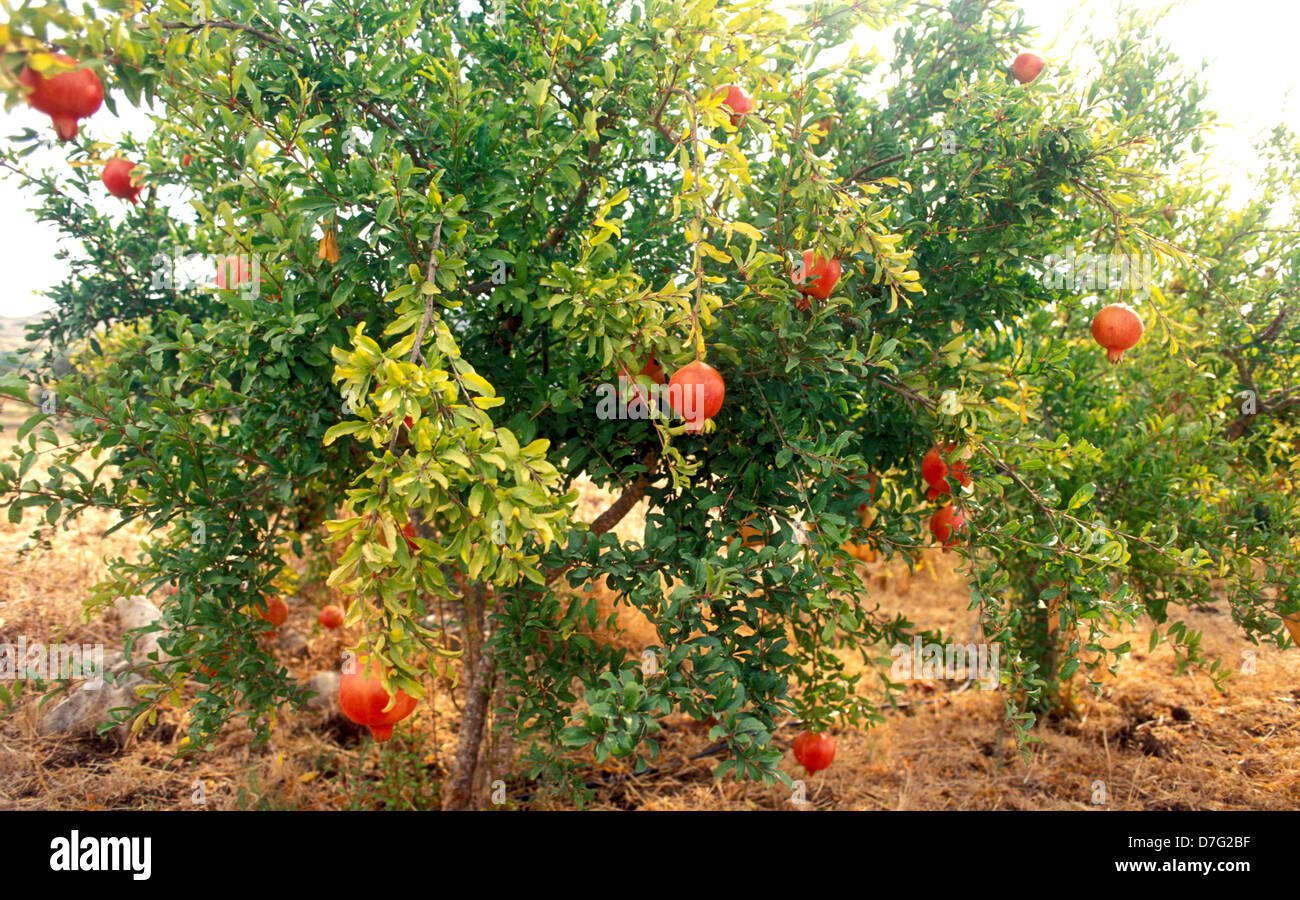Bio Granatapfelbaum in Qalil, westlichen Galiläa Stockfoto