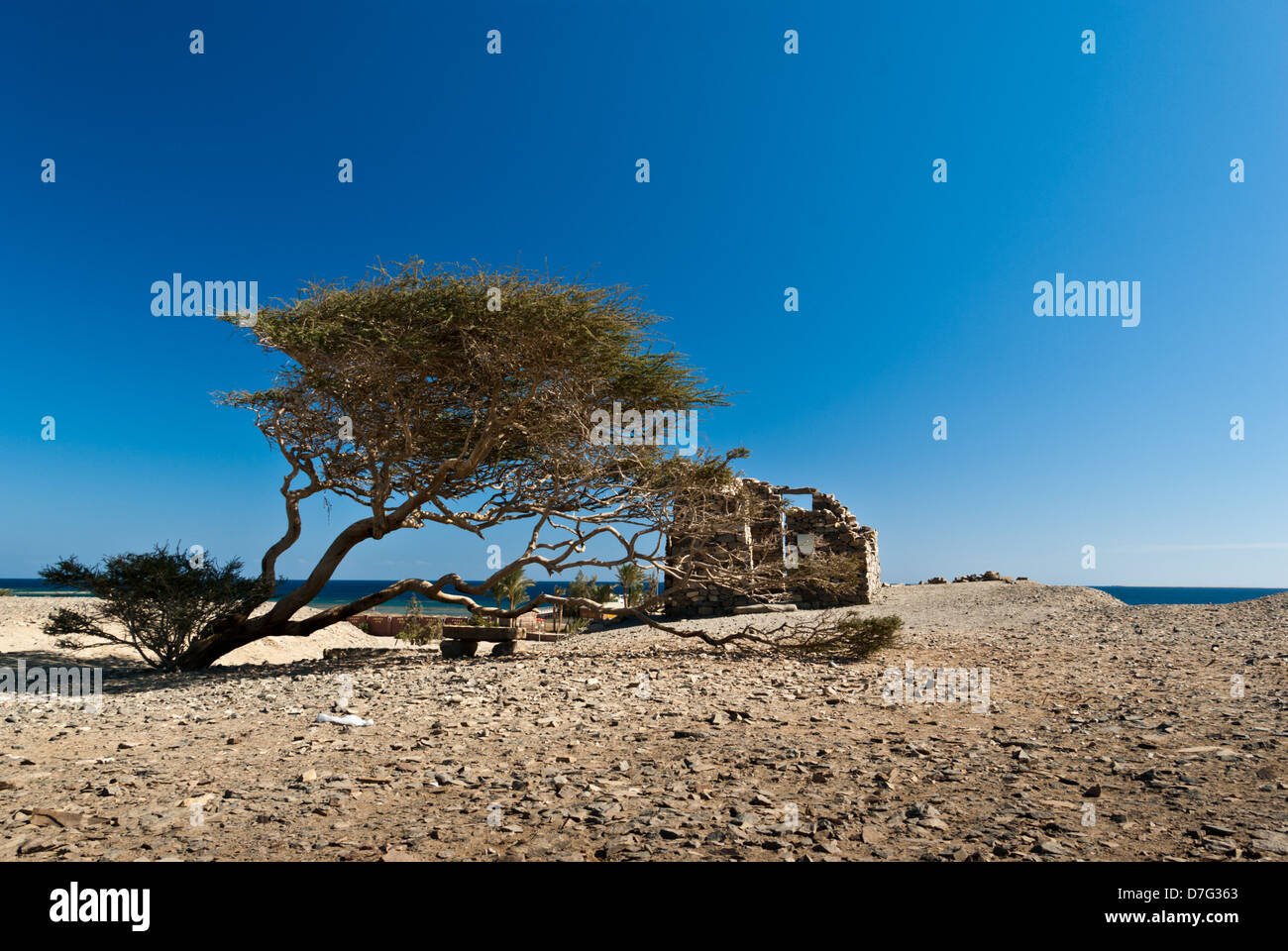 Landschaft mit Meer und Akazien in der Nähe von Wadi Gamal (auch buchstabiert als Gemel, Gimal, Gemal oder Jimal) Nationalpark, Oberägypten Stockfoto