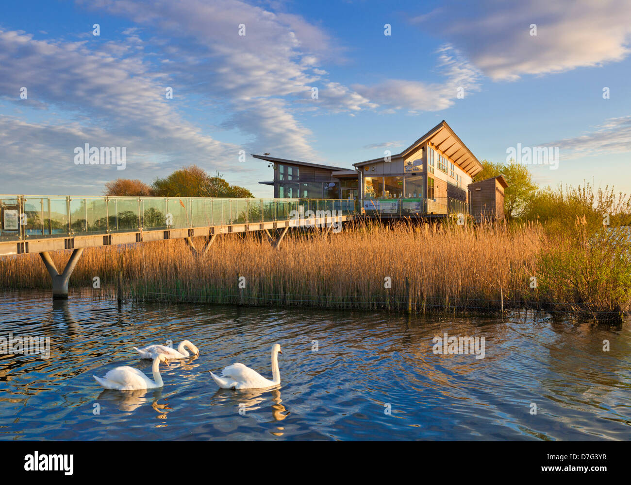 Umweltgebäude des Naturzentrums Attenborough mit Schwänen im umschütteten Kies-Grube-Naturreservat Nottingham England GB Europa Stockfoto