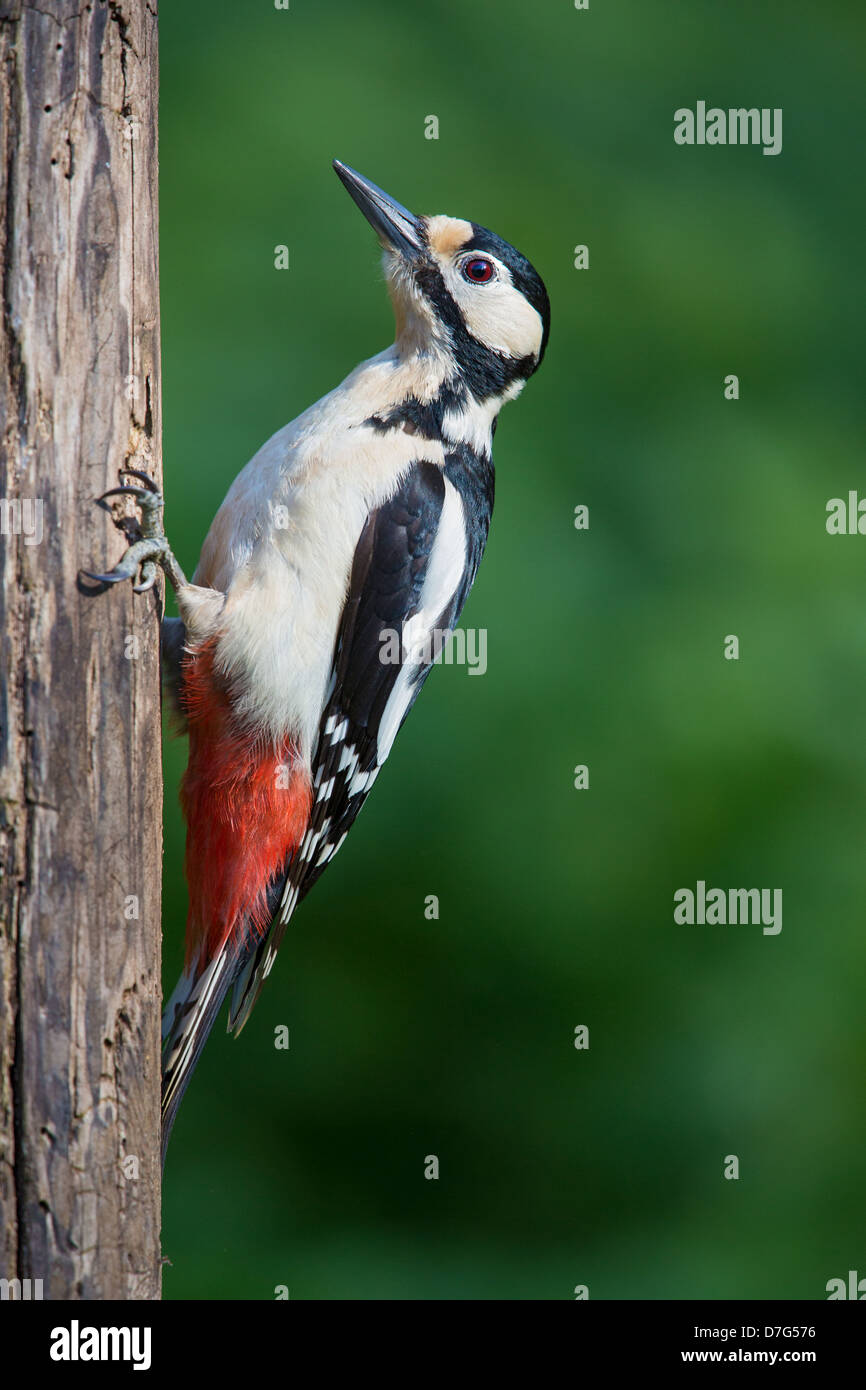 Nahaufnahme von einem weiblichen Buntspecht (Dendrocopos großen) Fütterung auf einem Baumstamm, Seitenansicht, Lee Valley, UK Stockfoto