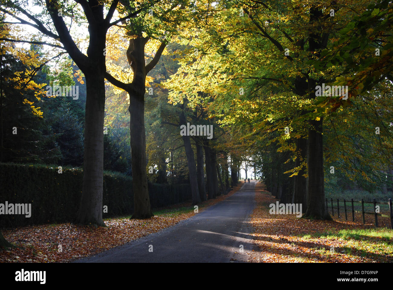 Landstraße in der Nähe von Hillenraad Burg Roermond Limburg Niederlande Stockfoto