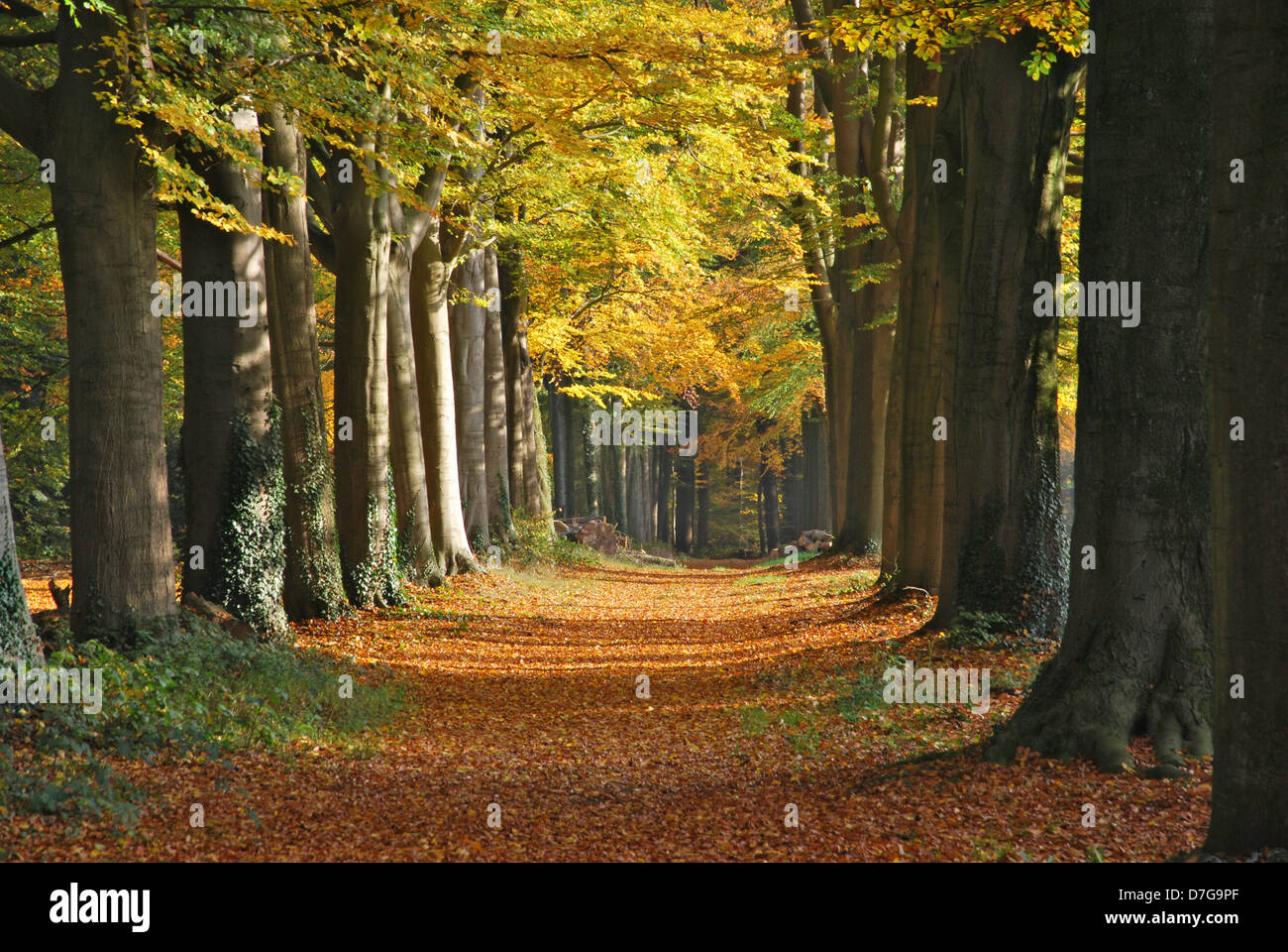 herbstlichen Wald Allee in der Nähe von Hillenraad Burg Roermond Limburg Niederlande Stockfoto