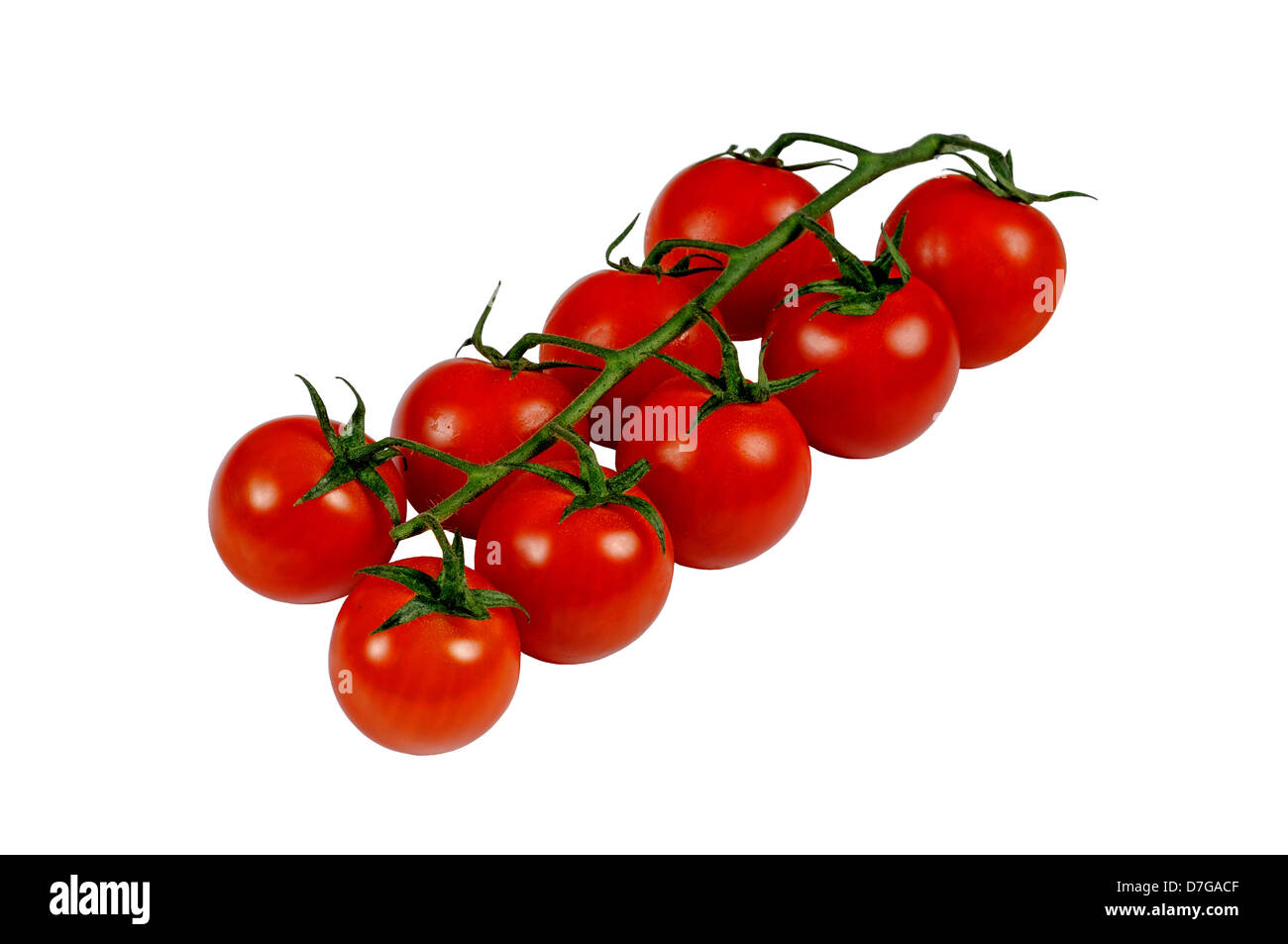 Cherry-Tomaten am Rebstock vor einem weißen Hintergrund. Stockfoto