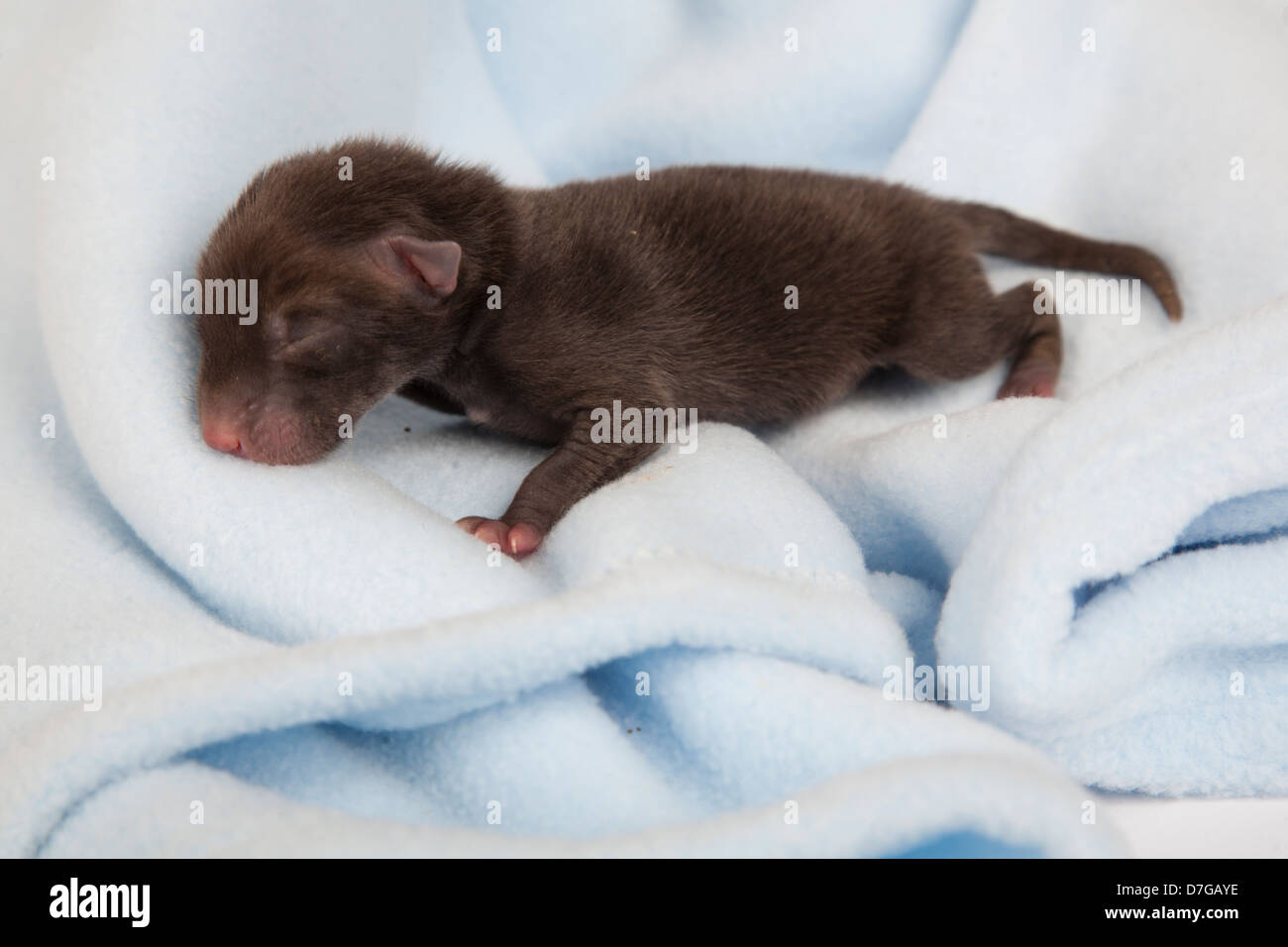 Neugeborenen Fox Cub auf Decke Stockfoto