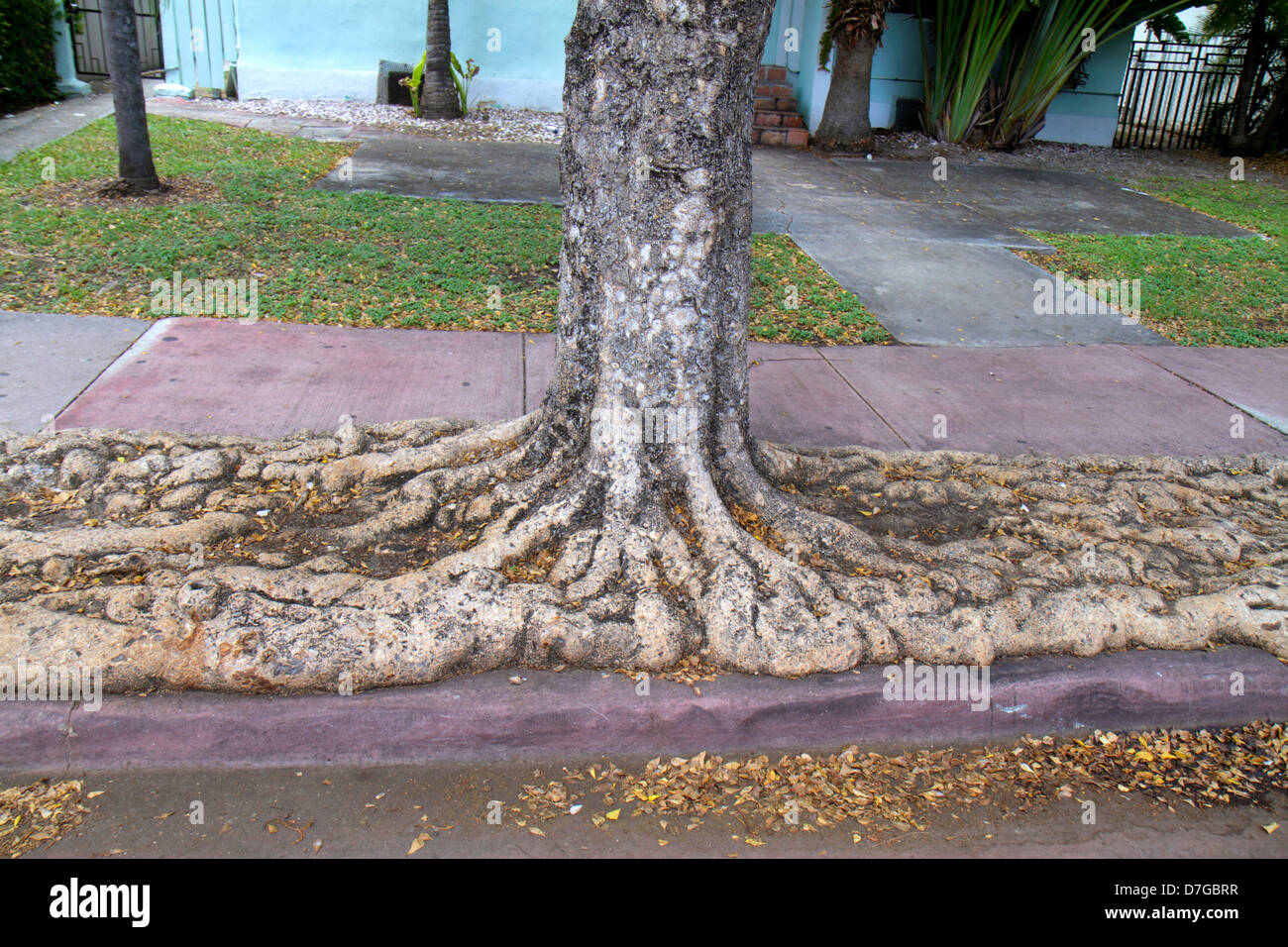 Miami Beach Florida, Baum, Stamm, Basis, Wurzeln, freigelegt, ausgebreitet, FL120929026 Stockfoto