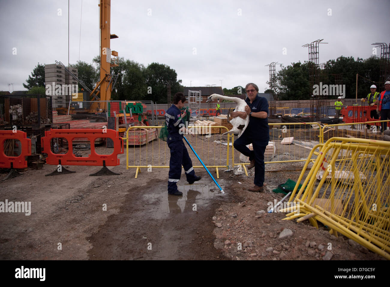 Swan-Rettung auf der Baustelle Stockfoto