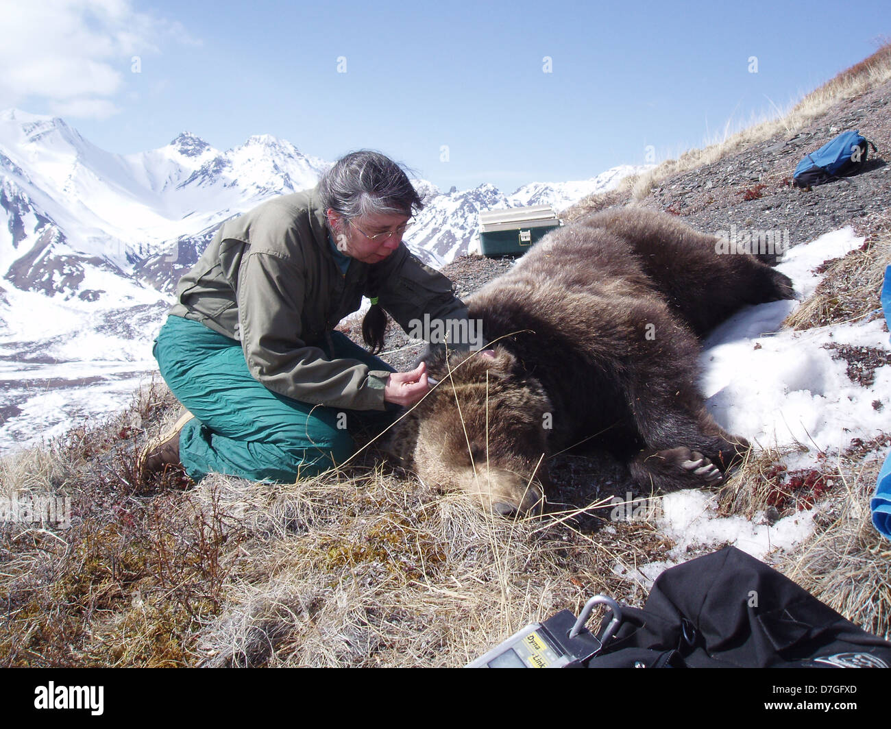 Eine Biologe legt einen Tracking-Kragen auf ein Grizzlybär im Denali Nationalpark, Alaska. Stockfoto
