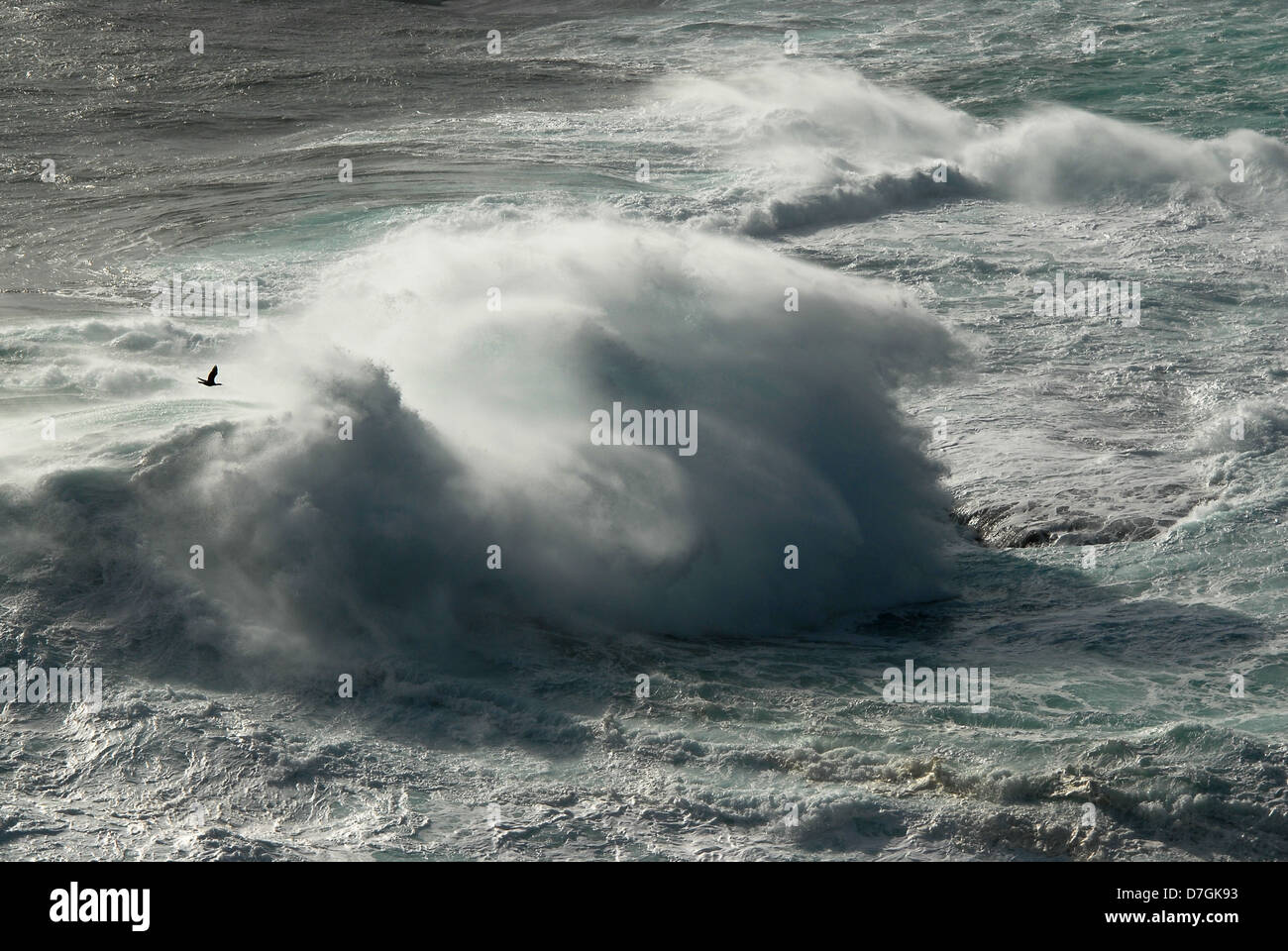 Stürmisches Wetter am Pazifischen Ozean. Ein einsamer Vogel fliegt über eine große Welle an der Küste der Insel Schikotan, südlichen Kurilen, Stockfoto