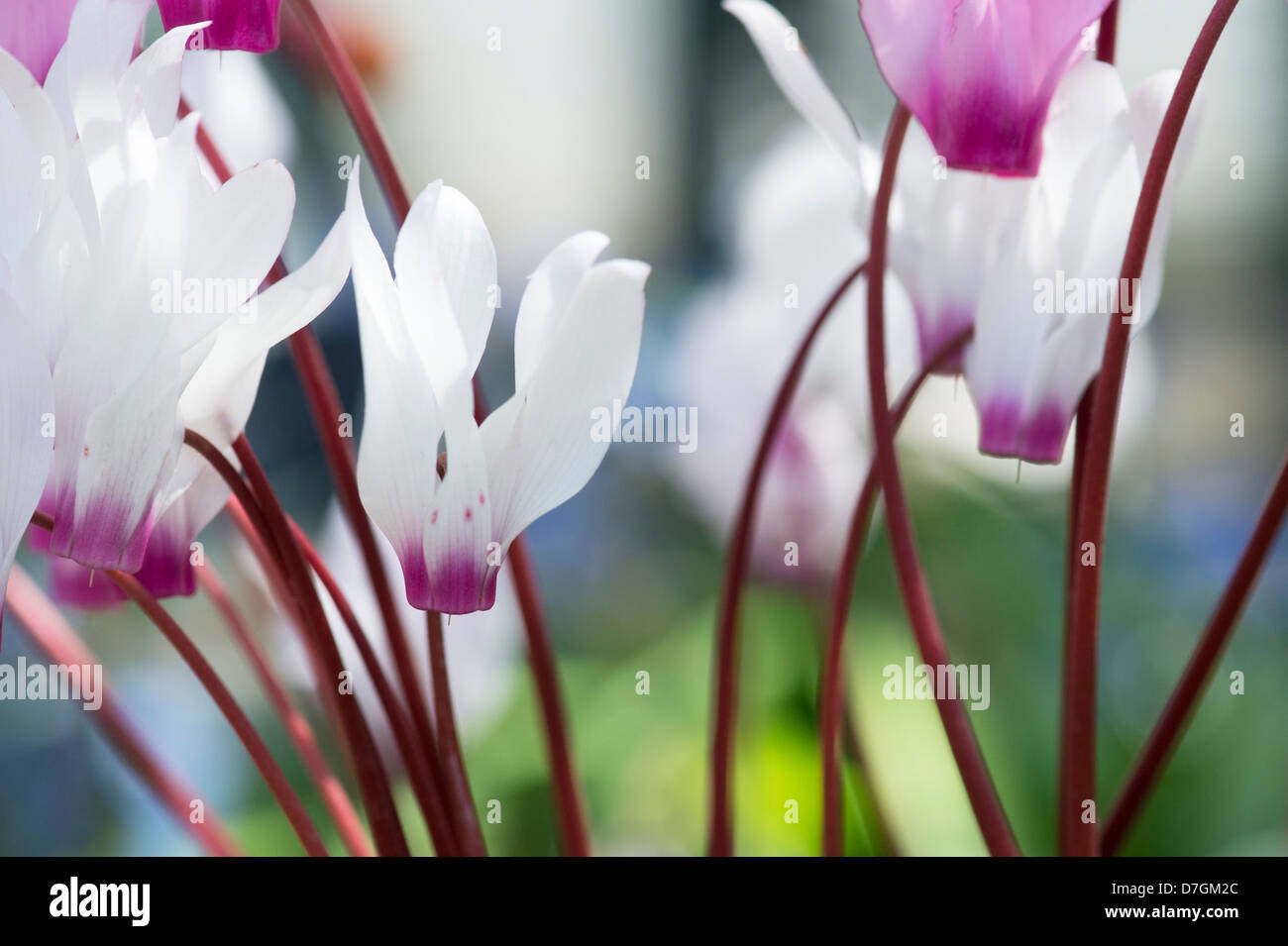 Cyclamen Persicum. Persische Alpenveilchen Stockfoto