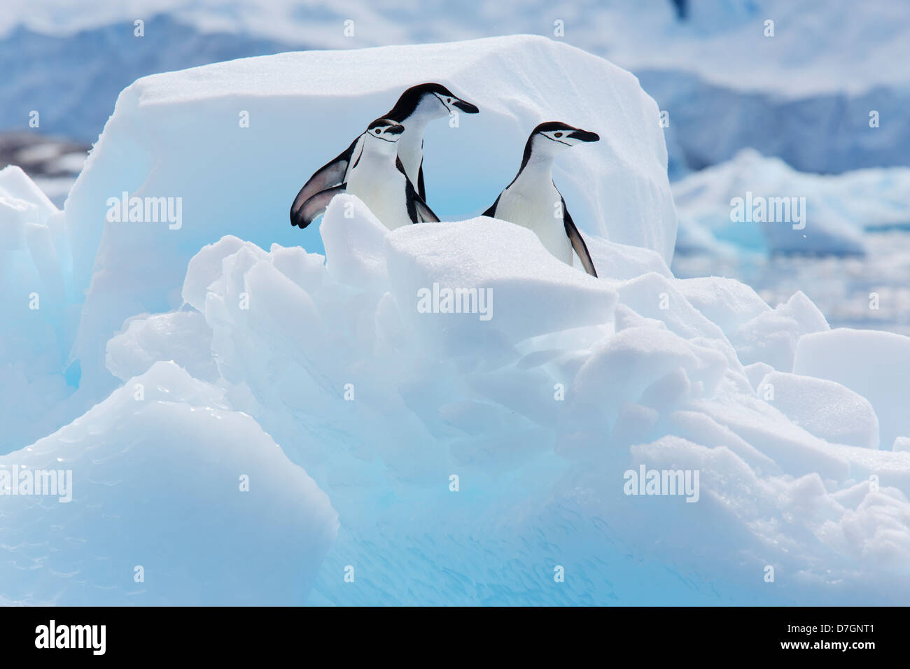 Zügelpinguinen (Pygoscelis Antarcticus) Penguin Cierva Bucht, Antarktis. Stockfoto