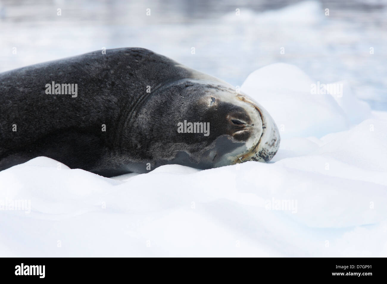 Seeleopard (Hydrurga Leptonyx), Cierva Cove Antarktis. Stockfoto