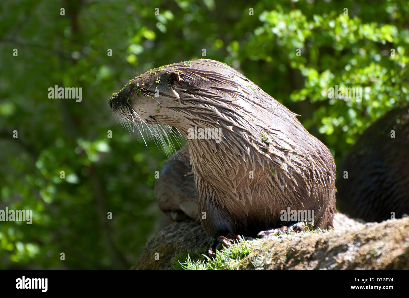 Gefangener amerikanischer Flussotter in ländlicher Umgebung, norfolk, england Stockfoto