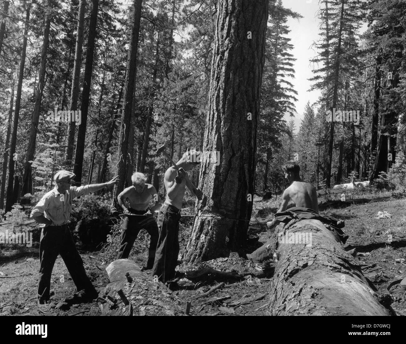 Vorarbeiter lehrt CCC Jungs wie ein Insekt befallenen Baum im Lassen National Forest, California. Stockfoto