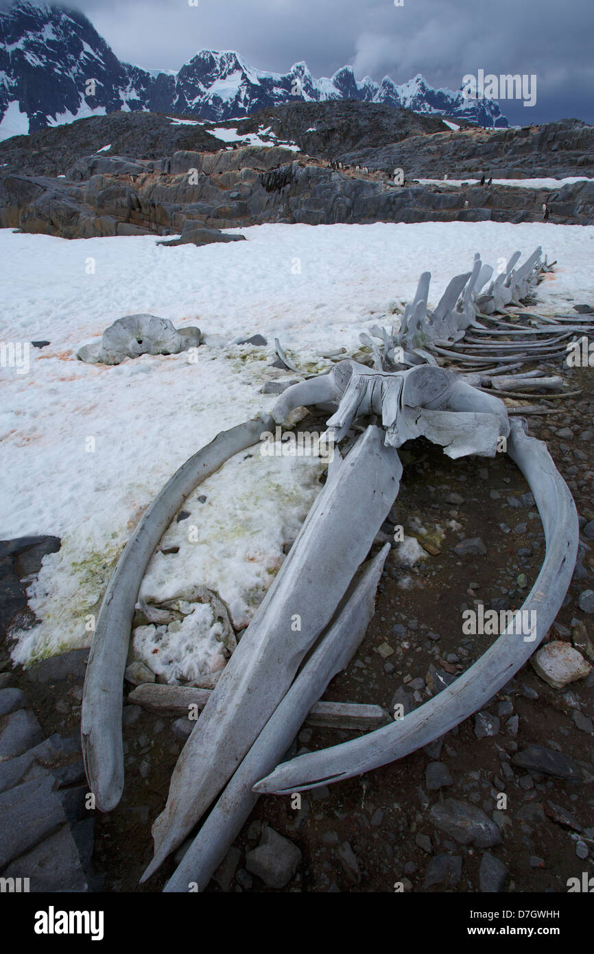 Wal-Knochen auf Jougla Point auf Wiencke Island, Antarktis. Stockfoto