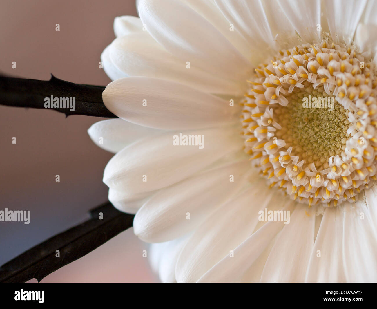 Nahaufnahme einer Creme und Schwarz Blume mit Schwerpunkt auf den zentralen Bereich der Blüte. Stockfoto