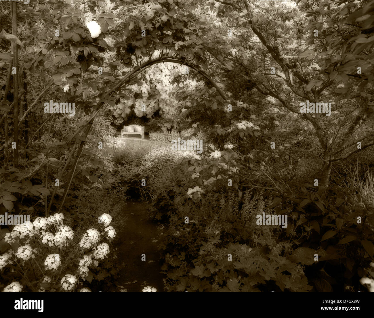 Pfad mit Hartriegel, rose Wein und Bank. Bellevue Botanischer Garten, Bellevue, Washington Stockfoto