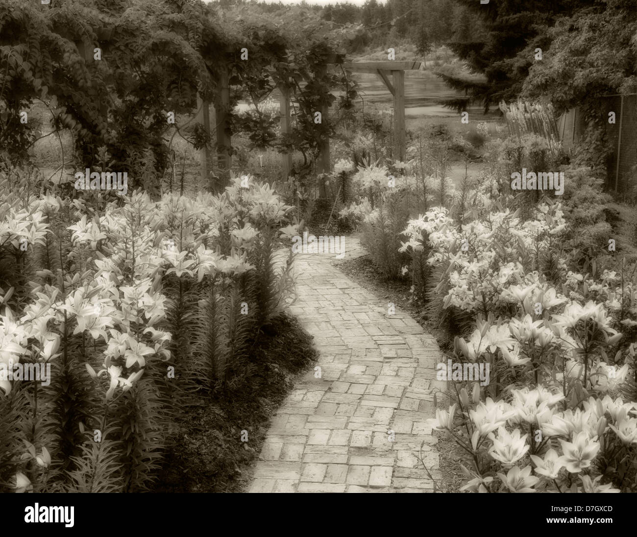 Mehrfarbige Lilien und Ziegelsteinweg. Gartenbau Center of the Pacific. British Columbia, Kanada. Stockfoto