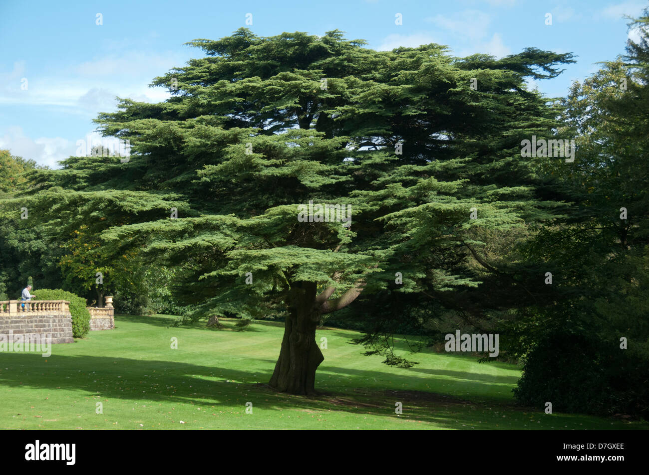 Zeder von Lebenon Baum (Cedrus Libani), Tatton Park, Knutsford, Cheshire, England, UK. Stockfoto