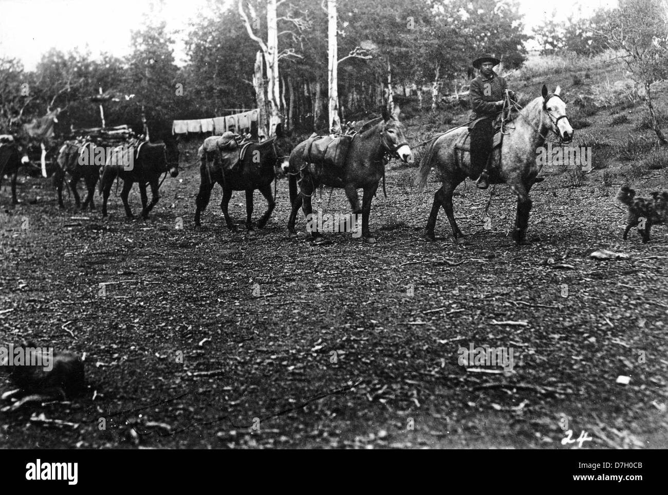 Dieses Bild zeigt eine Szene von Vorräten, die Schafhirten in der Steens Mountain Region in Oregon gebracht werden. Die Darstellung des ländlichen Lebens in dieser Region unterstreicht die Bedeutung von Land und Arbeit in der frühen amerikanischen Agrargesellschaft. Stockfoto