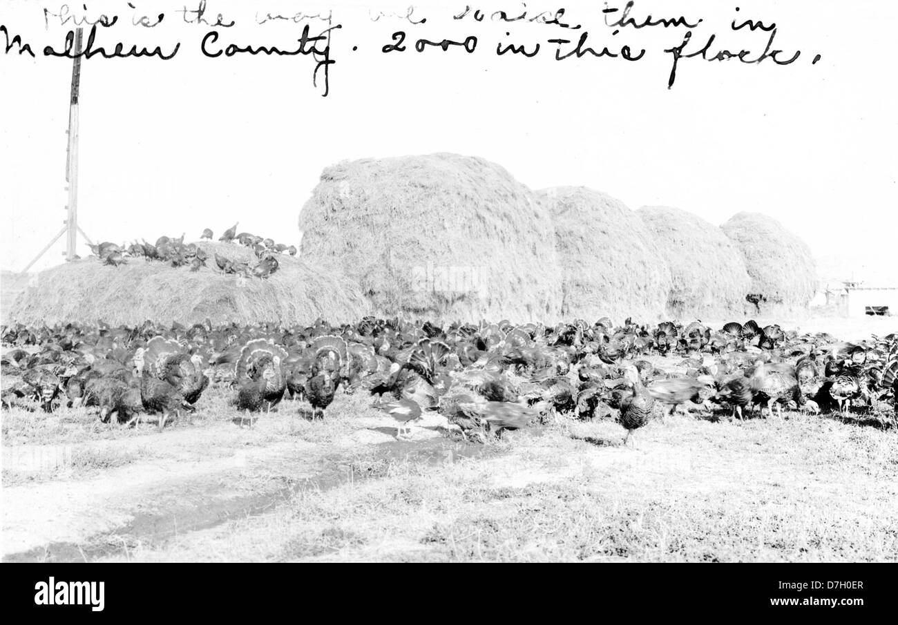 Türkei-Herde im Malheur County, Oregon Stockfoto