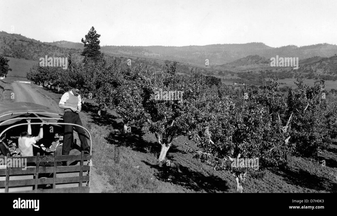 Hillcrest Obstgarten in der Nähe von Medford, Oregon Stockfoto