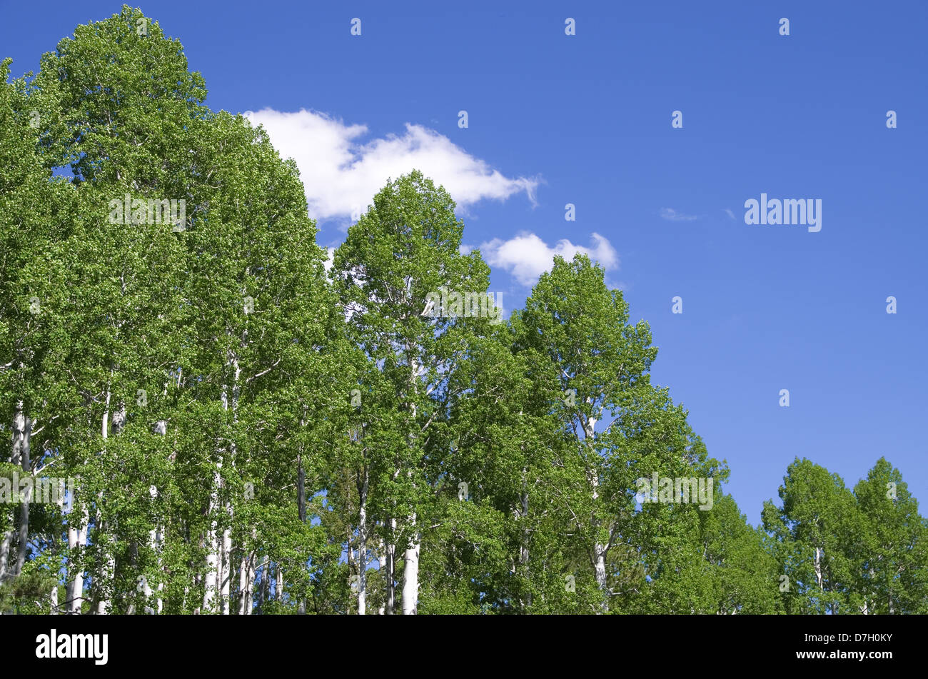 horizontales Bild von aspen Baumkronen im Frühjahr mit blauem Himmel und weißen Wolken Stockfoto