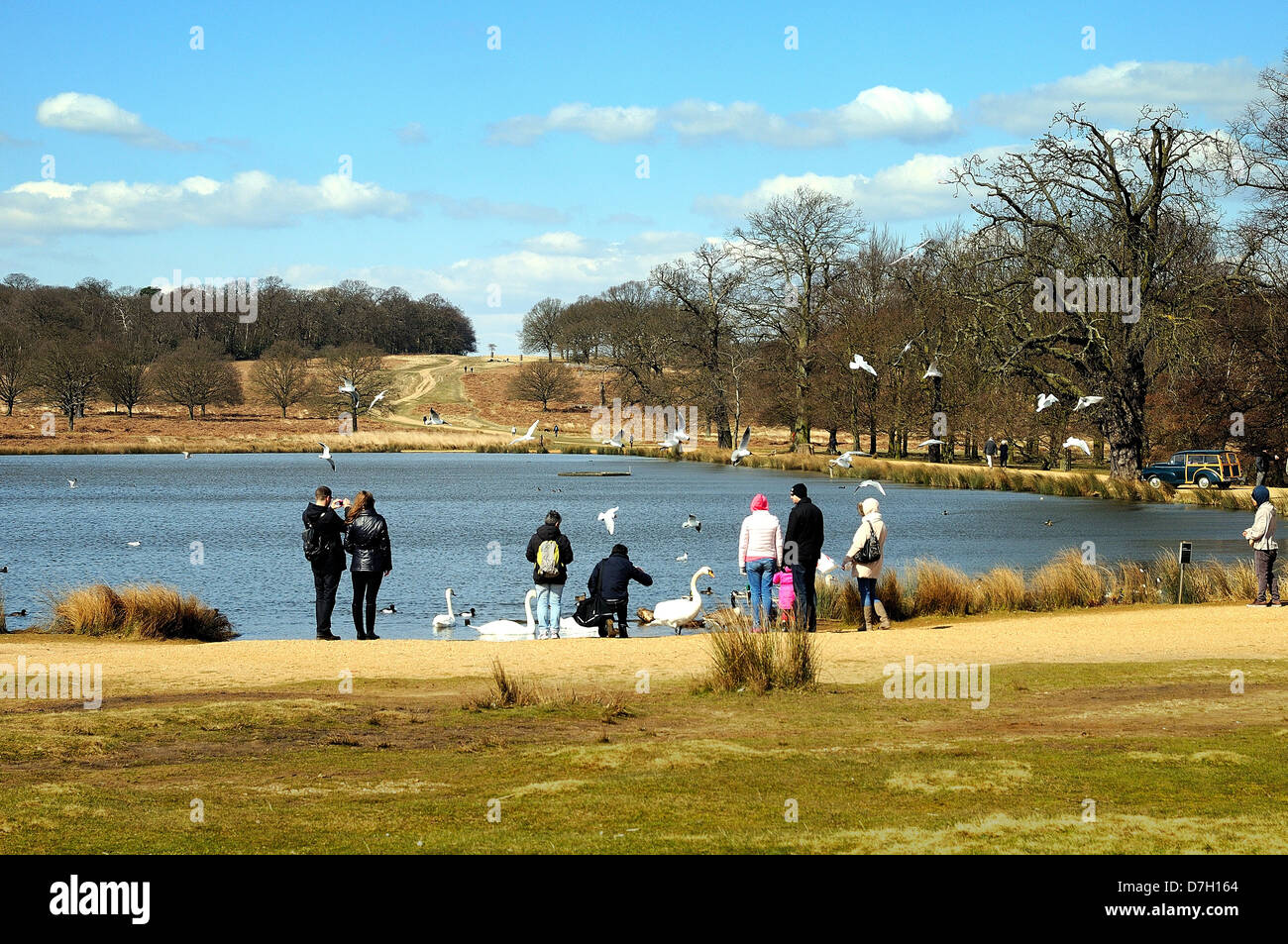 Richmond Park und Stift Teiche London U.K. Stockfoto