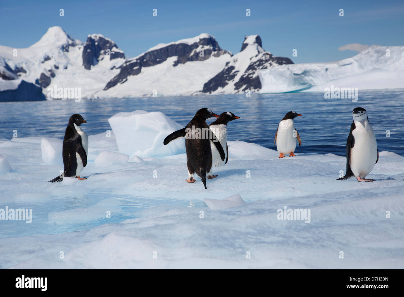 Alle drei Arten von Brush-Tailed Pinguine, Adelie Pinguin, Kinnriemen Pinguin und Gentoo Penguin.  Antarktis Stockfoto
