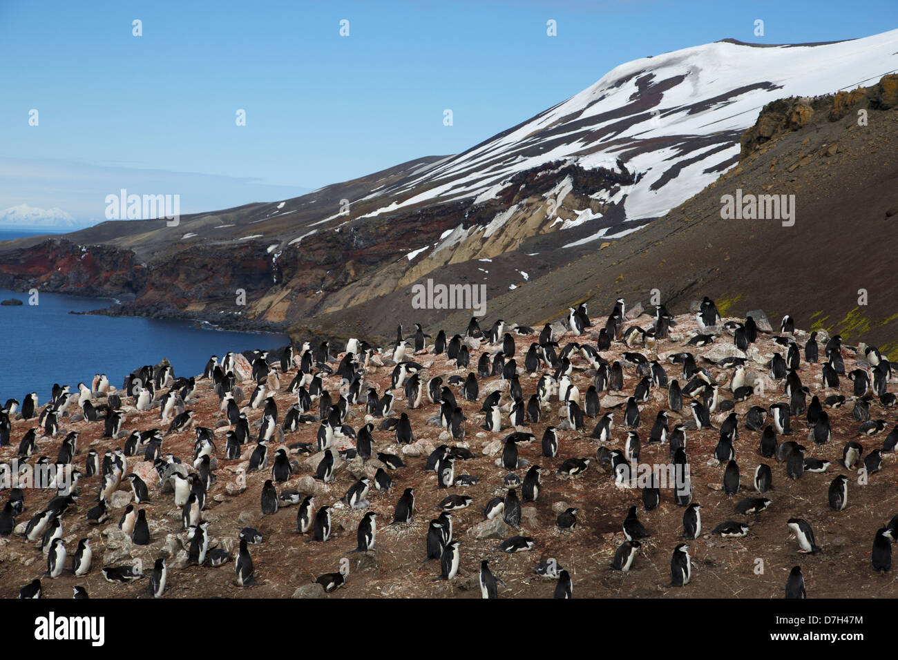Zügelpinguinen (Pygoscelis Antarctica) Pinguinkolonie, auf der