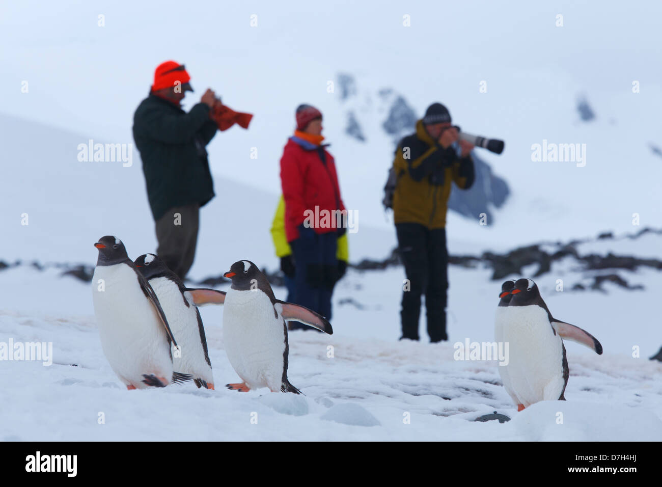 Besucher Yankee Harbor, Greenwich Island, Antarktis Gentoo Penguins (Pygoscelis Papua) anzusehen. Stockfoto