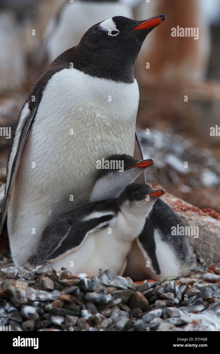 Gentoo Penguin, (Pygoscelis Papua) Kolonie, Hannah Point, Livingston Island Antarktis. Stockfoto