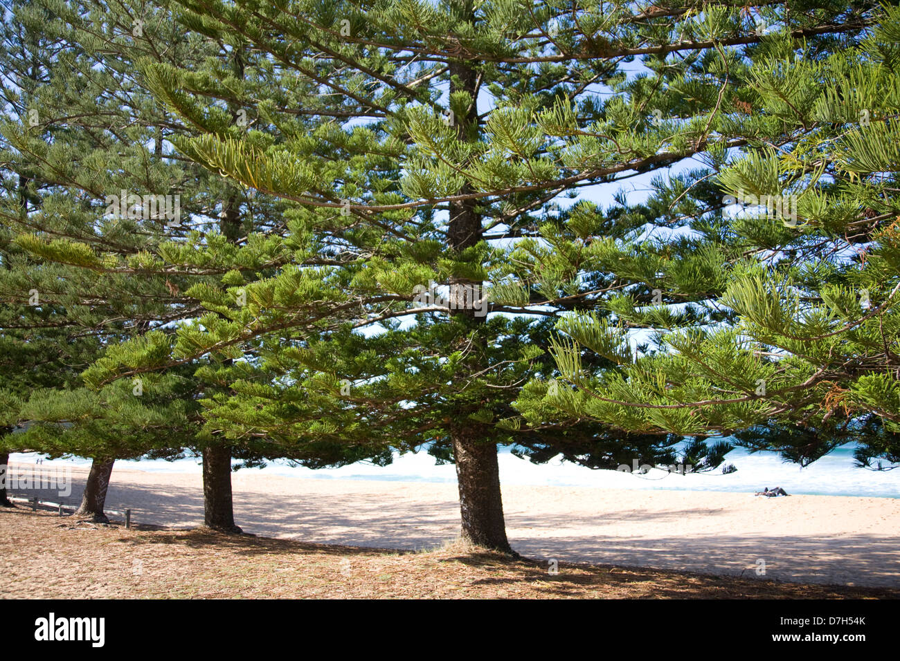 Norfolk-Pinien am Walstrand von Sydney, NSW, Australien Stockfoto