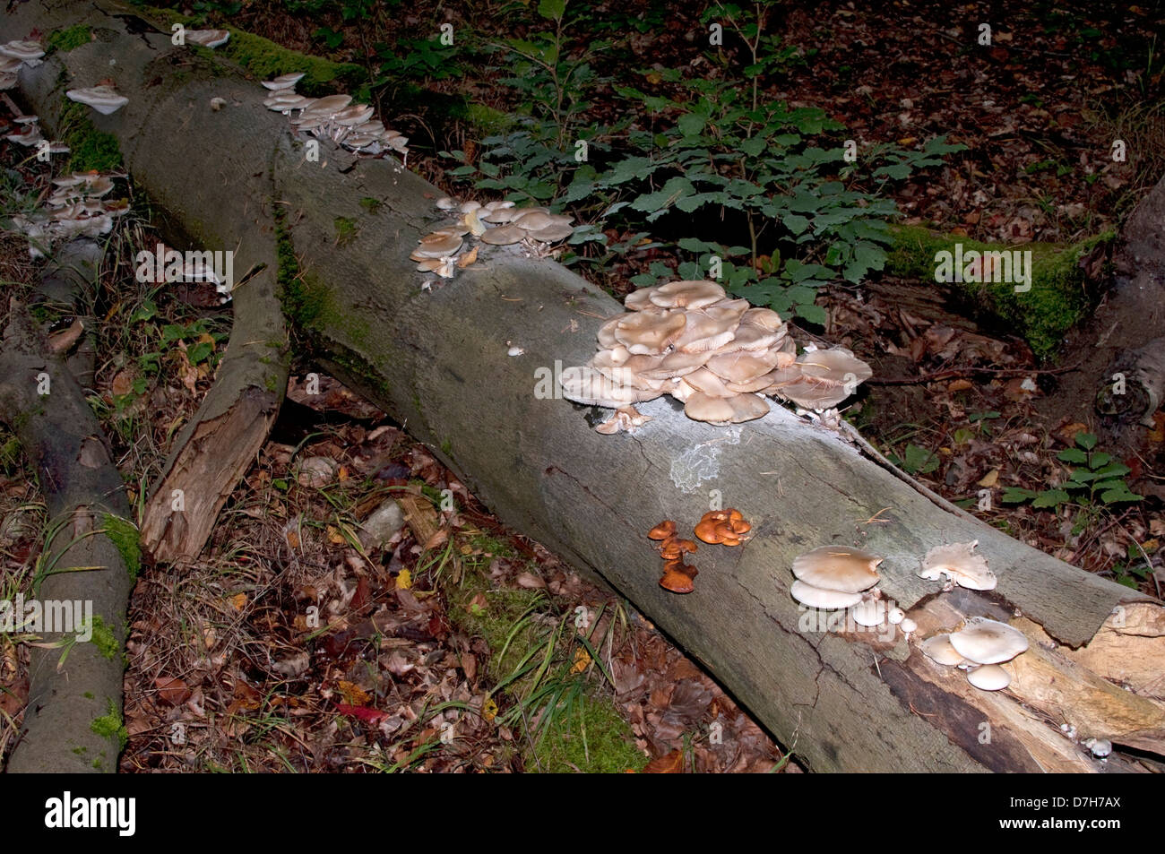 Porzellan-Pilz (Oudemansiella Mucida), Arbeitsgruppe verfallenden Buche Stamm Stockfoto