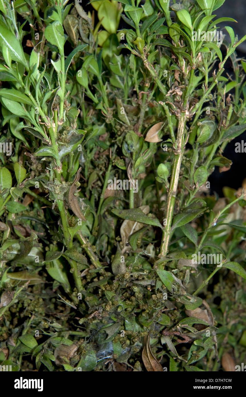 Box Tree Moth (Cydalima Perspectalis). Buchsbaum (Buxus Sempervirens) mit Raupen infiziert Stockfoto