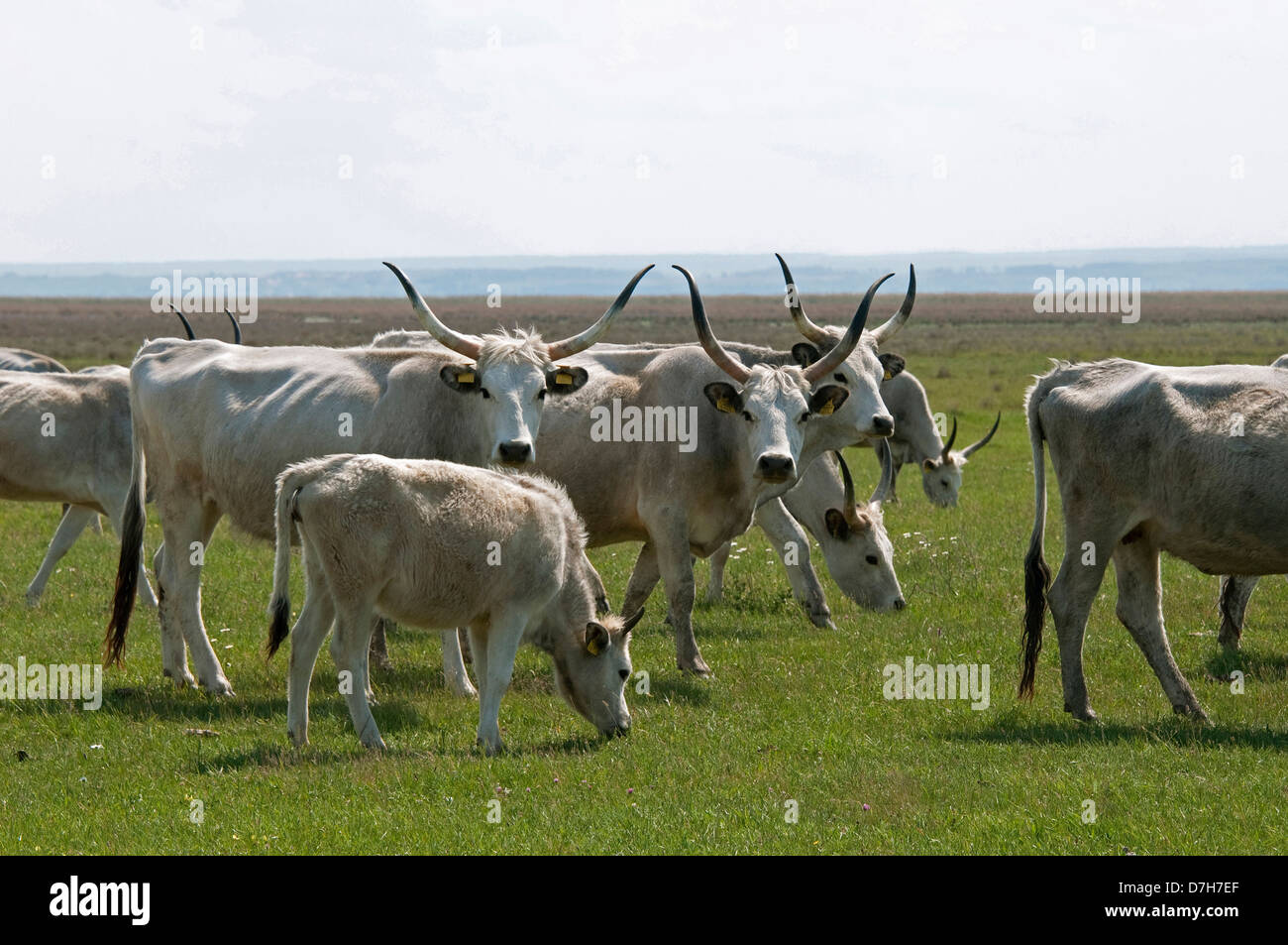 Hausrind, Rasse: ungarischen Steppe (Bos Primigenius, Bos Taurus), weidenden Herde Stockfoto