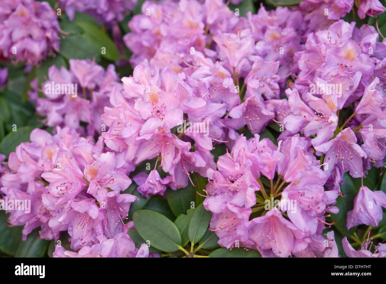 Rhododendron pflanze Fotos und Bildmaterial in hoher Auflösung Alamy