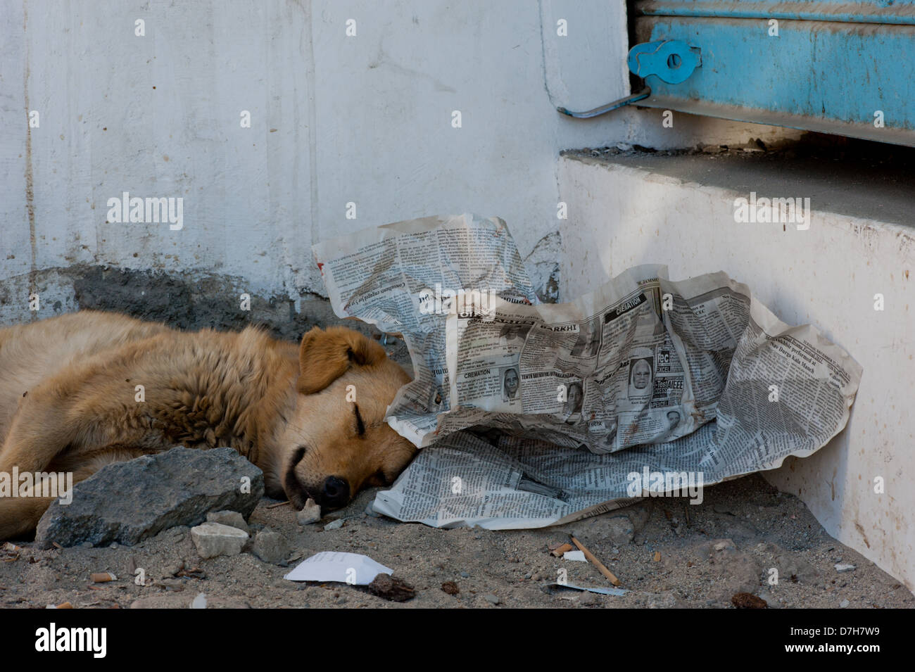 Ein niedliches streunender Hund schläft mit dem Kopf auf eine Zeitung. Stockfoto