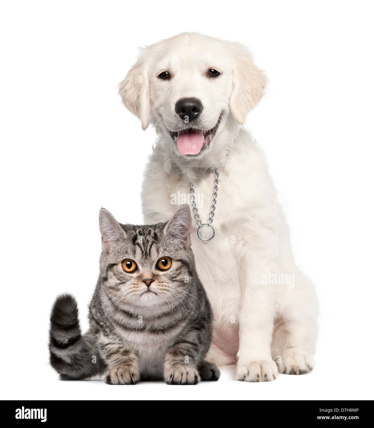 Kurzhaar hund -Fotos und -Bildmaterial in hoher Auflösung – Alamy