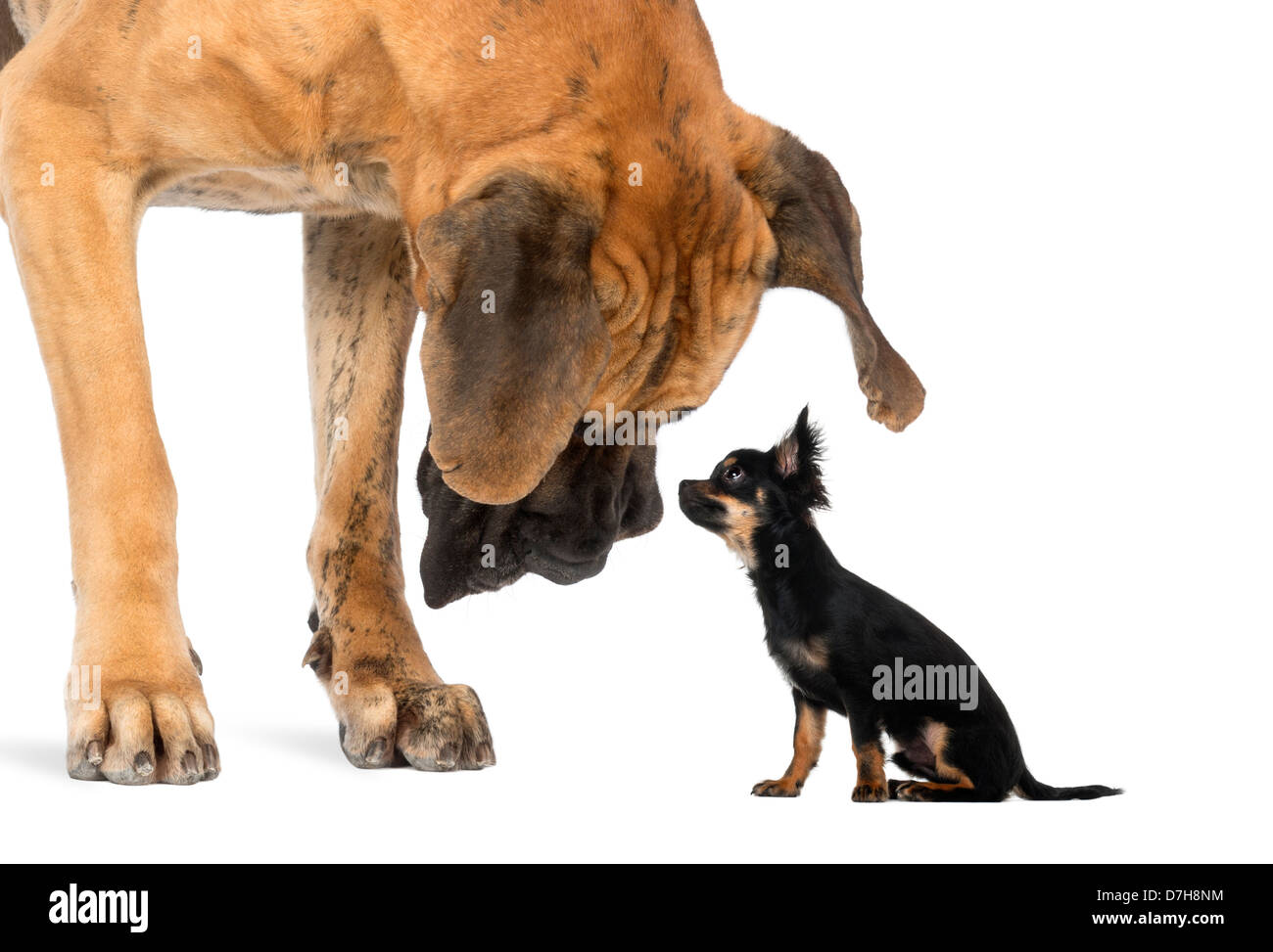 Deutsche Dogge Chihuahua betrachten sitzen vor weißem Hintergrund Stockfoto