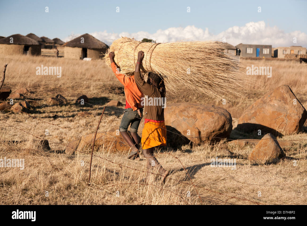 Afrikanische Frauen mit Bündeln von Grasschnitt auf ihre Köpfe durch das Feld. Stockfoto